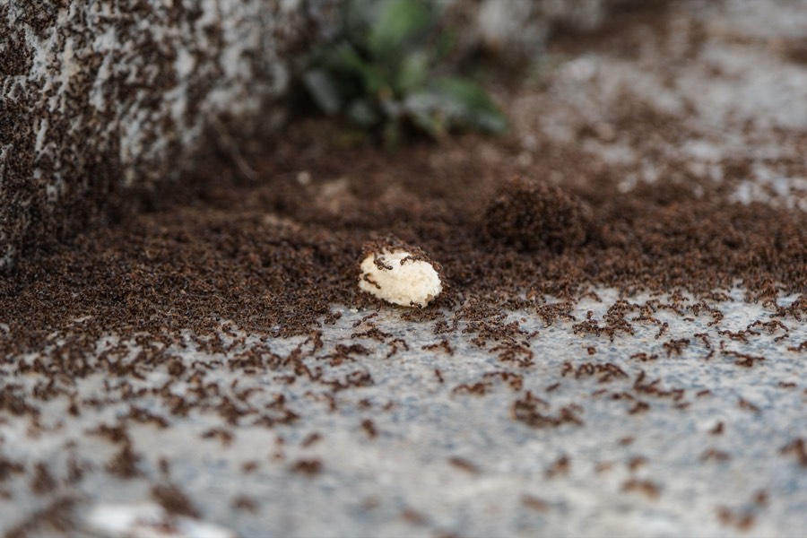Ants swarming near a home, treated by Dragon Fury's insect control service