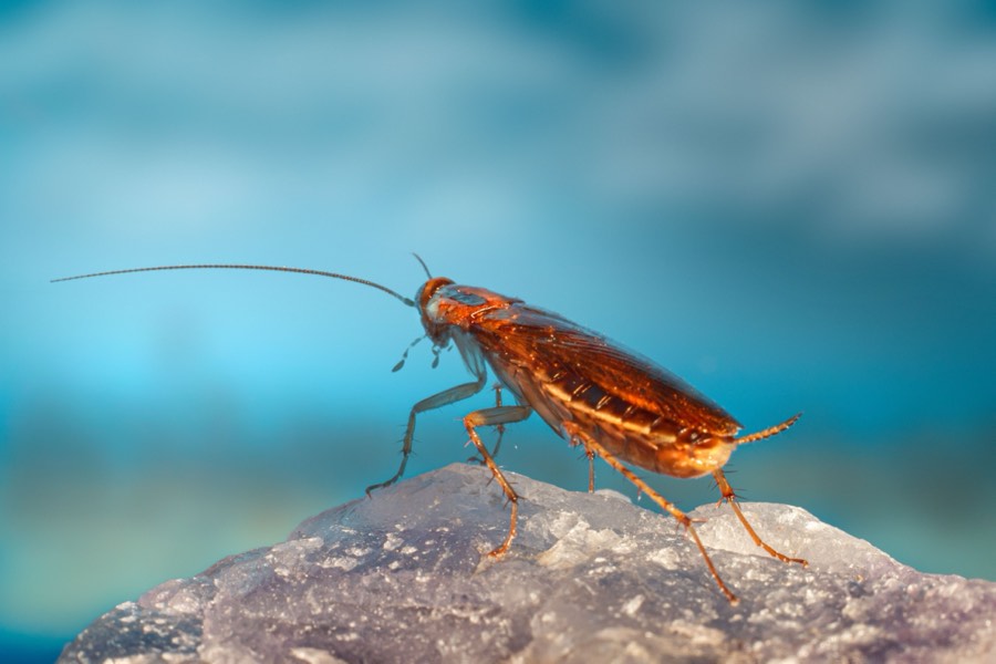 Cockroach removed by Dragon Fury's roach control service