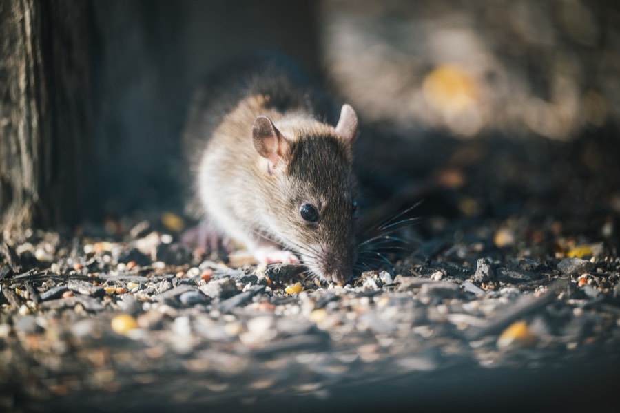 Rodent removed by Dragon Fury's rodent control service