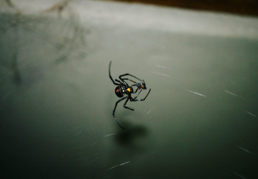 Black widow spider, treated by Dragon Fury's spider and arachnid control service