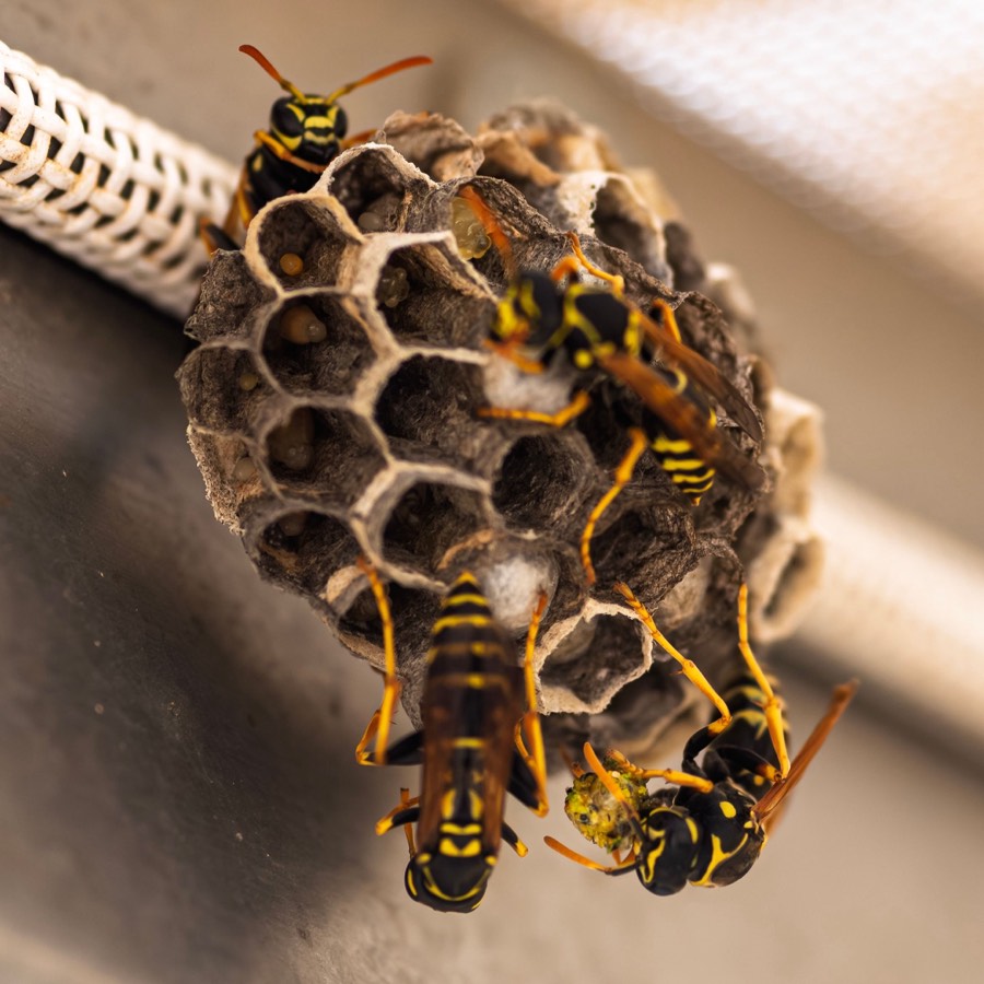 Wasp nest removed by Dragon Fury's bee and wasp removal service